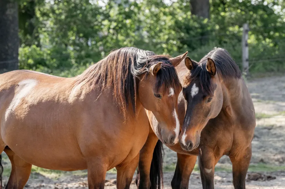 Pension chevaux à Le Coudray-Montceaux